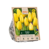Tulipa Single Late Big Smile per 3
