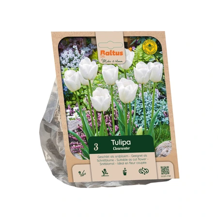 Tulipa Single Late Clearwater per 3