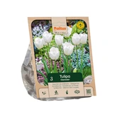 Tulipa Single Late Clearwater per 3