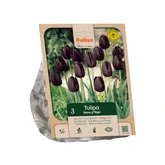Tulipa Single Late Queen of Night per 3