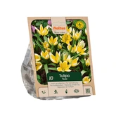 Tulipa Tarda per 10