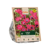 Tulipa Tiny Timo per 10