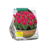 Tulipa Toronto, Greigii per 15