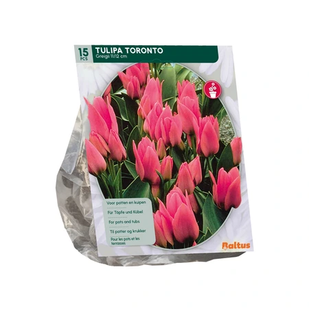 Tulipa Toronto, Greigii per 15 - afbeelding 2