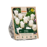 Tulipa Triumph Agrass White per 5