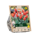 Tulipa Triumph Annie Schilder per 5