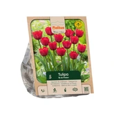 Tulipa Triumph Ile de France per 5