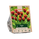 Tulipa Triumph Slawa per 5