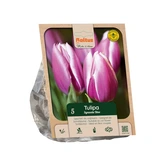Tulipa Triumph Synaeda Blue per 5