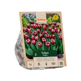 Tulipa Triumph Vampire per 5