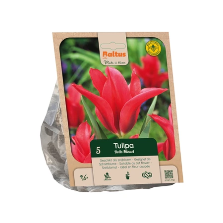 Tulipa Viridiflora Dolls Minuet per 5