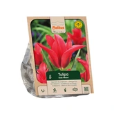 Tulipa Viridiflora Dolls Minuet per 5