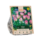 Tulipa Viridiflora Groenland per 3