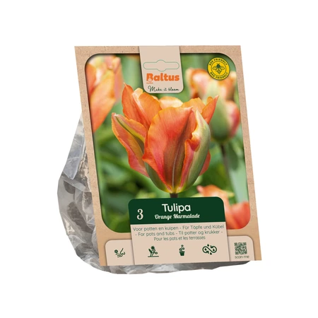 Tulipa Viridiflora Orange Marmelade p3