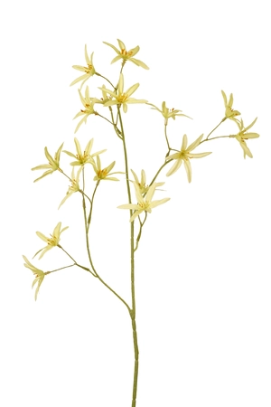 Tweedia spray green 70cm