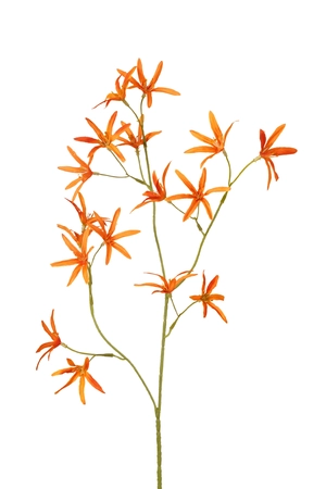 Tweedia spray orange 70cm