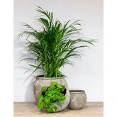 Vaas Vales d20/26h50cm grijs - afbeelding 2