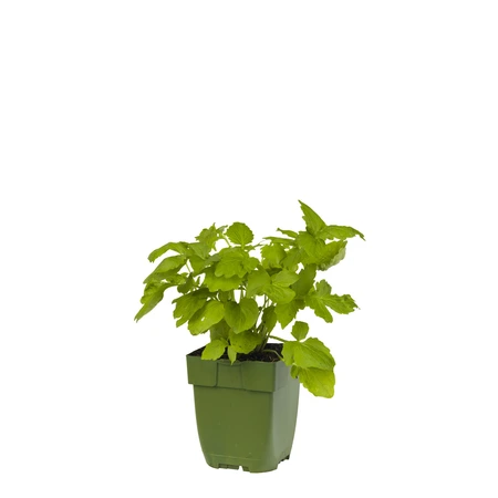 Valeriana officinalis