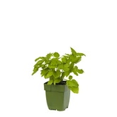 Valeriana officinalis