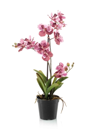 Vanda x3 in black pot old pink 60cm - afbeelding 1