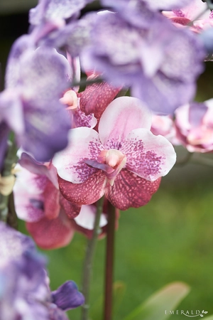 Vanda x3 in black pot old pink 60cm - afbeelding 2