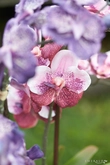 Vanda x3 in black pot old pink 60cm - afbeelding 2