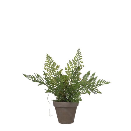 Varen groen in pot Stan grey d9cm - h21xd25cm