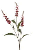Veronica spray burgundy 97cm