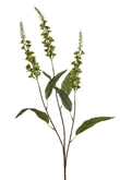 Veronica spray green 97cm