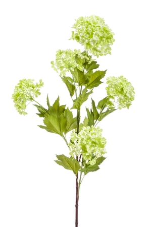 Viburnum spray lt green 85cm