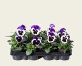 Viool paars, 12 stuks