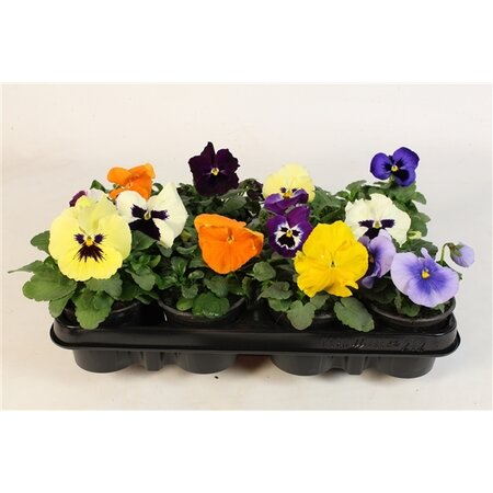 Viool groot bloemig, 12 stuks