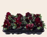 Viool rood, 12 stuks