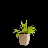 (WI) Centaurea jacea