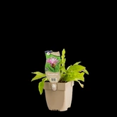 (WI) Centaurea jacea - afbeelding 2