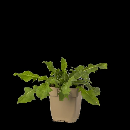 (WI) Cichorium intybus - afbeelding 1