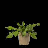 (WI) Cichorium intybus