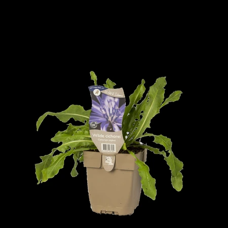 (WI) Cichorium intybus - afbeelding 2