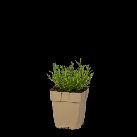 (WI) Dianthus deltoides - afbeelding 1