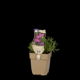 (WI) Dianthus deltoides - afbeelding 2