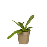 (WI) Dipsacus fullonum