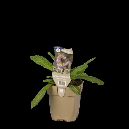 (WI) Dipsacus fullonum - afbeelding 2