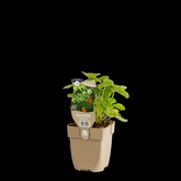 (WI) Fragaria vesca - afbeelding 2