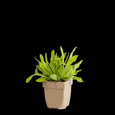 (WI) Hieracium aurantiacum - afbeelding 1