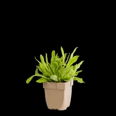 (WI) Hieracium aurantiacum