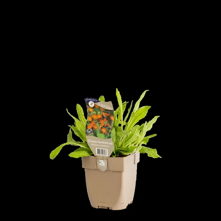 (WI) Hieracium aurantiacum - afbeelding 2