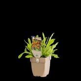 (WI) Hieracium aurantiacum - afbeelding 2