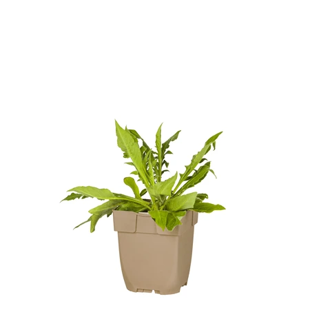 (WI) Knautia arvensis - afbeelding 1