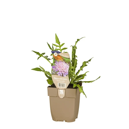 (WI) Knautia arvensis - afbeelding 2