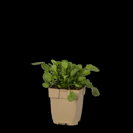 (WI) Leucanthemum vulgare - afbeelding 1